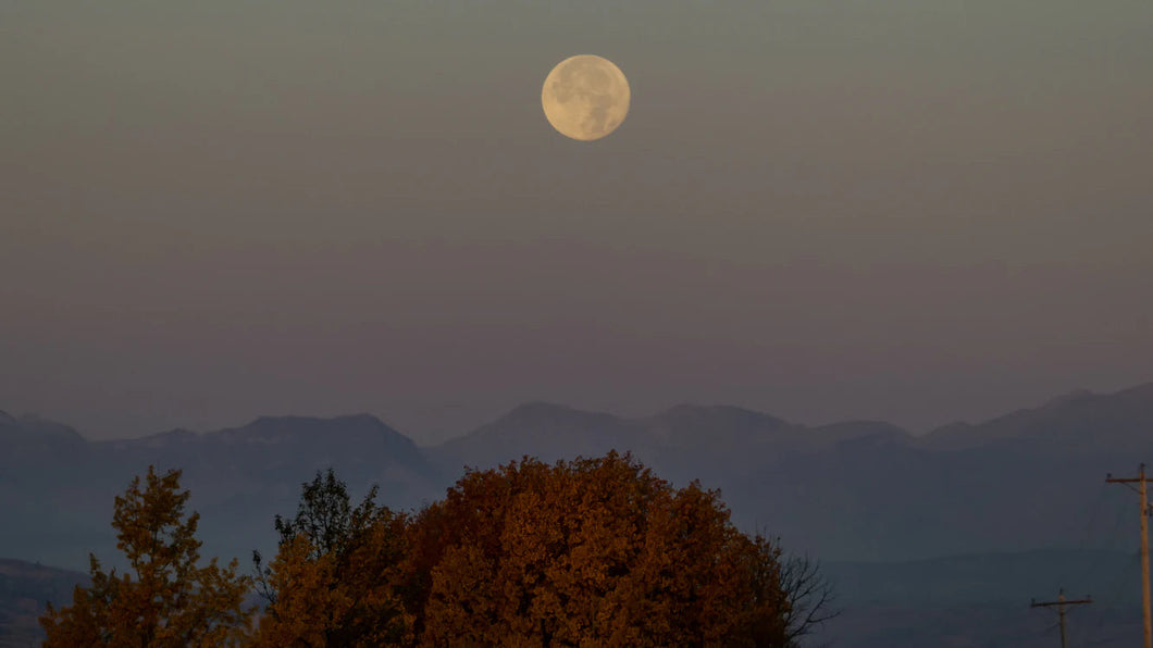 Harvest Moon Reed Diffuser